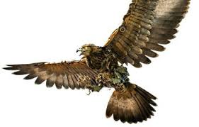 Transformers ROTB ss 79 Air Raizor